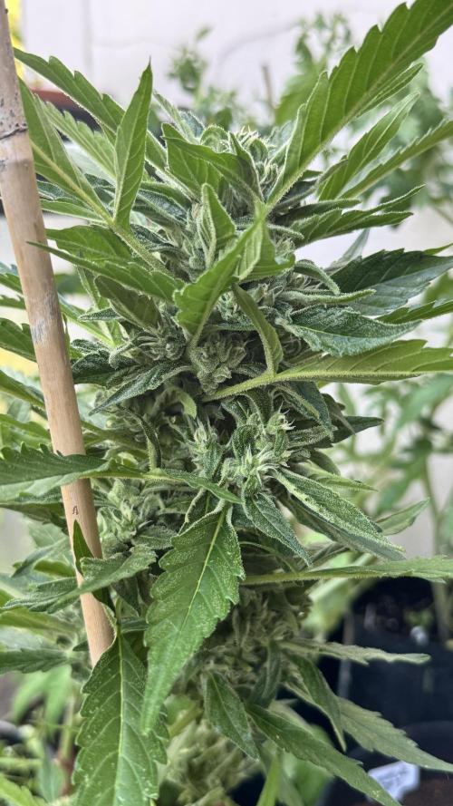 Z-UP AUTO | FAST BUDS | OUTDOOR. Week 7