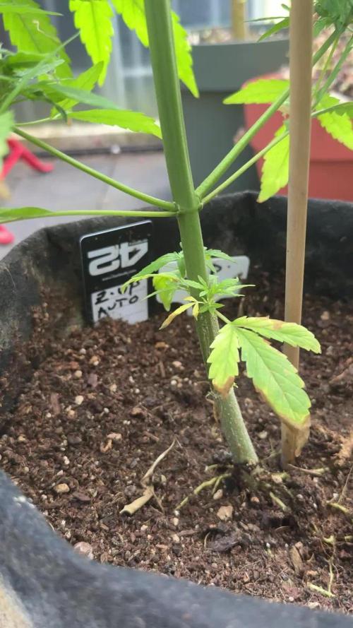 Z-UP AUTO | FAST BUDS | OUTDOOR