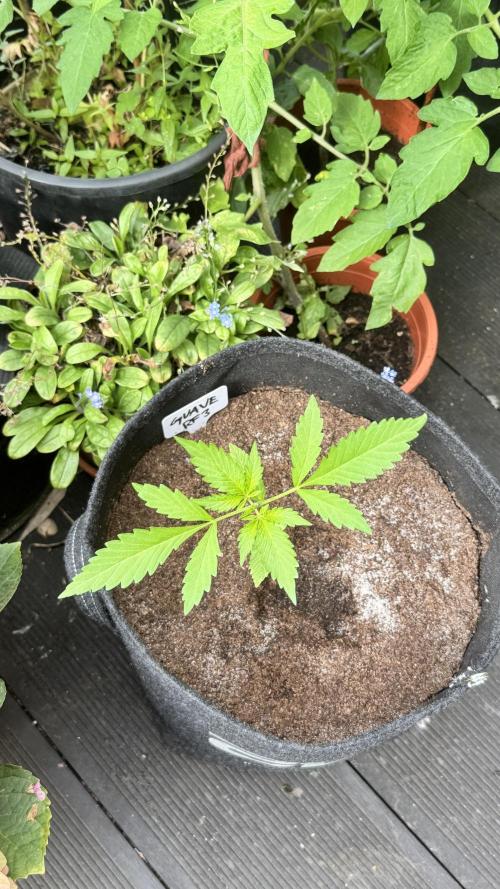 GUAVE RF3 | FAST BUDS | AUTO. Week 2