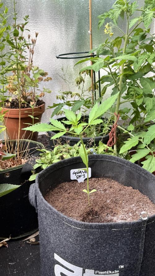 GUAVE RF3 | FAST BUDS | AUTO. Week 2