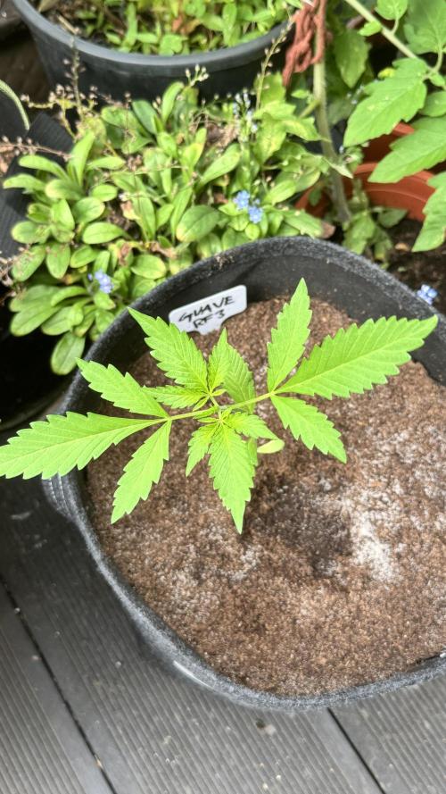 GUAVE RF3 | FAST BUDS | AUTO. Week 2