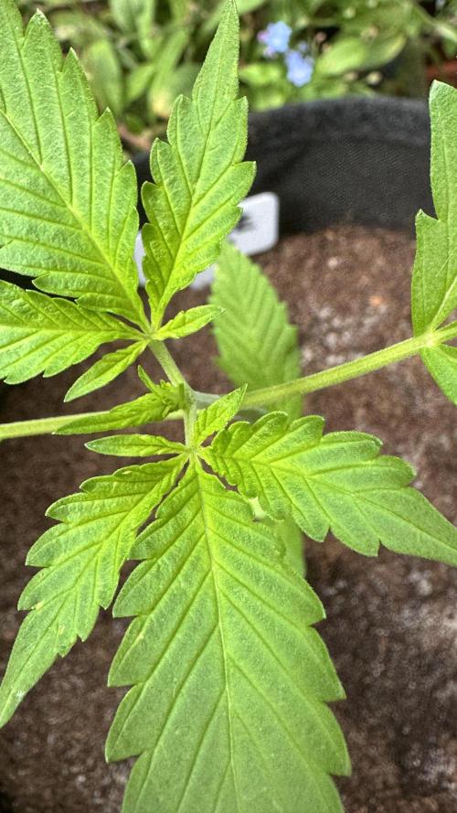 GUAVE RF3 | FAST BUDS | AUTO. Week 2