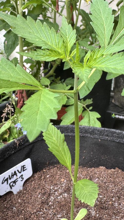GUAVE RF3 | FAST BUDS | AUTO. Week 2