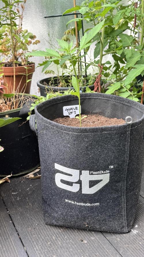 GUAVE RF3 | FAST BUDS | AUTO. Week 2