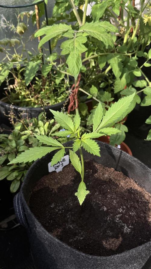 GUAVE RF3 | FAST BUDS | AUTO. Week 2