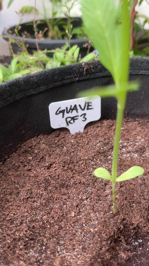 GUAVE RF3 | FAST BUDS | AUTO