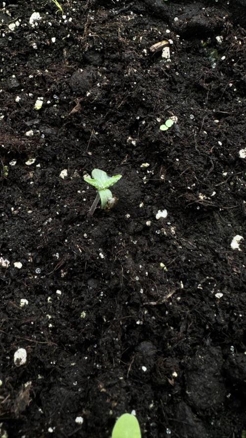 BLUEBERRY CANDIEZ AUTO | SENSI SEEDS. Week 2