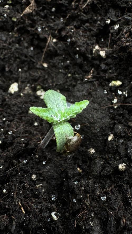 BLUEBERRY CANDIEZ AUTO | SENSI SEEDS. Week 2