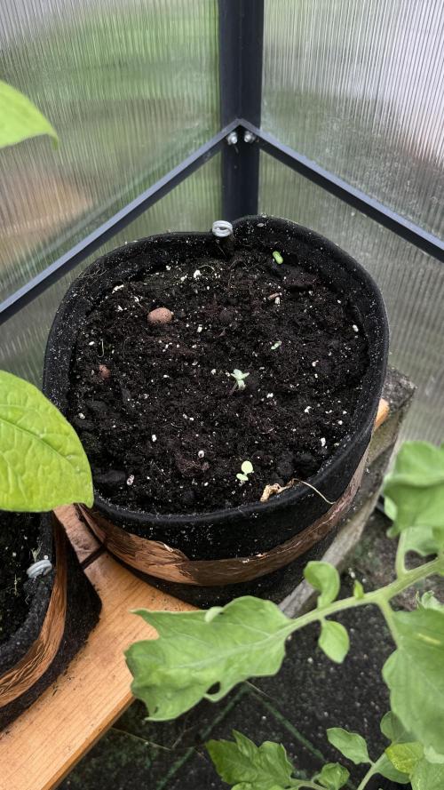Blueberry Candiez. Week 2