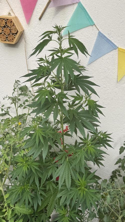 LEMON ZKITTLEZ  X  NORTHERN LIGHTS. Week 10
