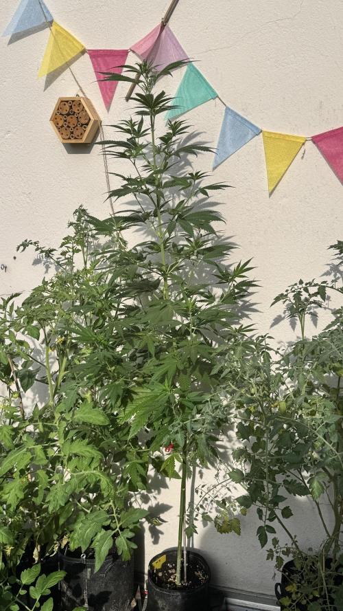 LEMON ZKITTLEZ  X  NORTHERN LIGHTS. Week 10