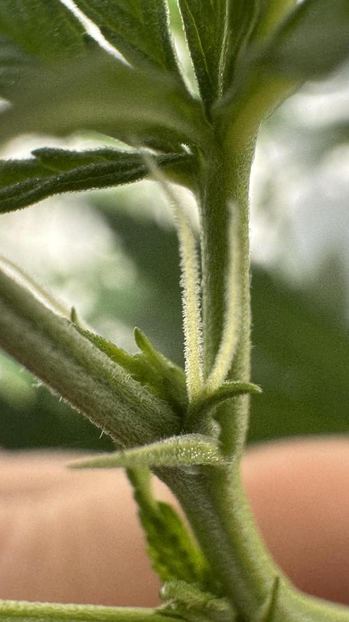 LEMON ZKITTLEZ  X  NORTHERN LIGHTS. Week 10