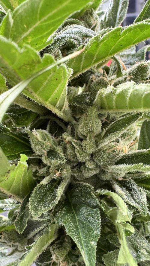 Z-UP AUTO | FAST BUDS | OUTDOOR. Week 8
