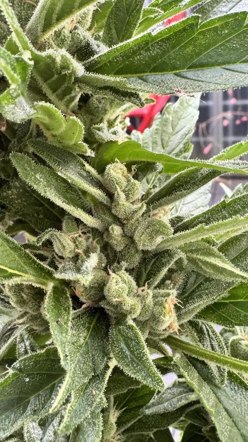 Z-UP AUTO | FAST BUDS | OUTDOOR. Week 8