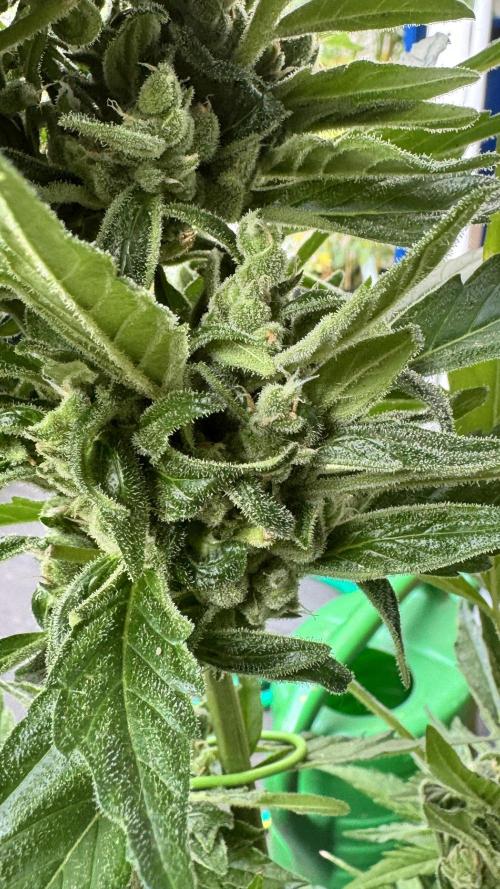 Z-UP AUTO | FAST BUDS | OUTDOOR. Week 8