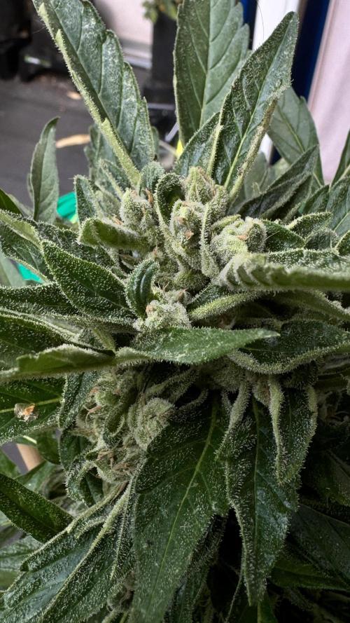 Z-UP AUTO | FAST BUDS | OUTDOOR. Week 8