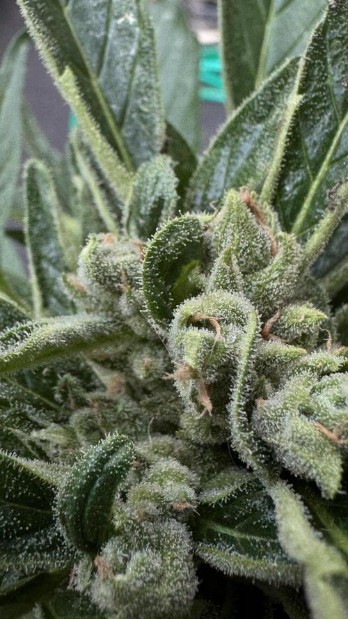 Z-UP AUTO | FAST BUDS | OUTDOOR. Week 8