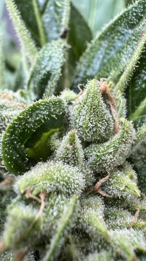 Z-UP AUTO | FAST BUDS | OUTDOOR. Week 8