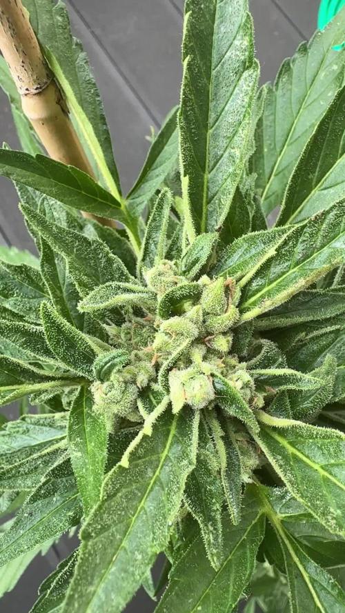 Z-UP AUTO | FAST BUDS | OUTDOOR