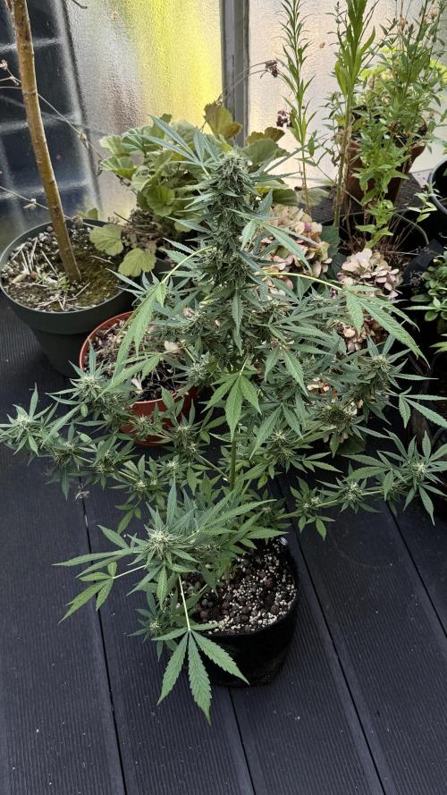 ORANGE BUTT | DUTCH PASSION | AUTO. Week 7