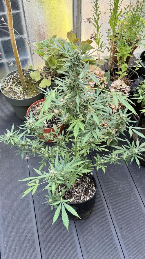 ORANGE BUTT | DUTCH PASSION | AUTO. Week 7