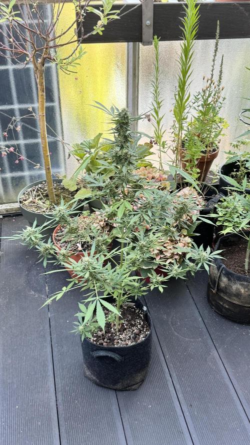 ORANGE BUTT | DUTCH PASSION | AUTO. Week 7