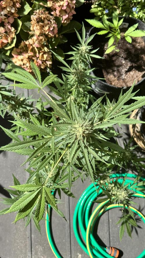 ORANGE BUTT | DUTCH PASSION | AUTO. Week 8