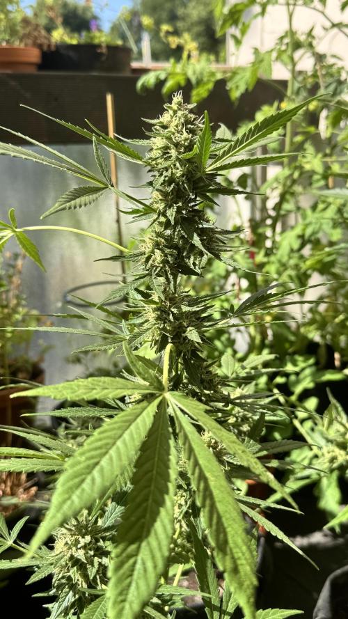 ORANGE BUTT | DUTCH PASSION | AUTO. Week 8