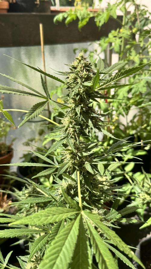ORANGE BUTT | DUTCH PASSION | AUTO. Week 8