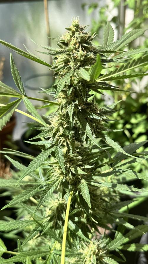 ORANGE BUTT | DUTCH PASSION | AUTO. Week 8