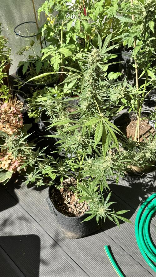 ORANGE BUTT | DUTCH PASSION | AUTO. Week 8
