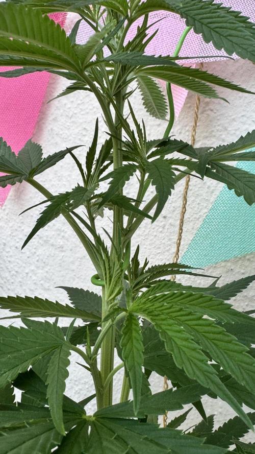 LEMON ZKITTLEZ  X  NORTHERN LIGHTS. Week 12