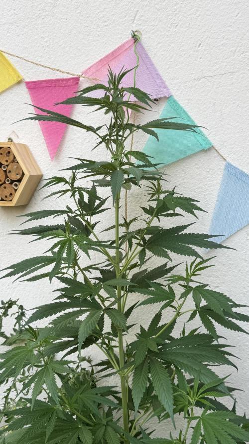 LEMON ZKITTLEZ  X  NORTHERN LIGHTS. Week 12