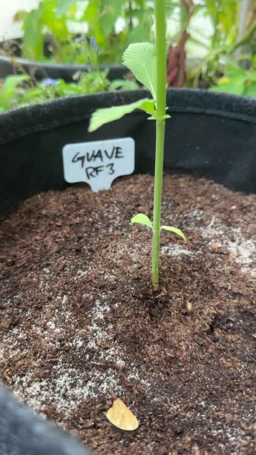 GUAVE RF3 | FAST BUDS | AUTO