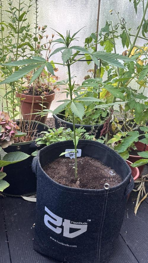 GUAVE RF3 | FAST BUDS | AUTO. Week 3