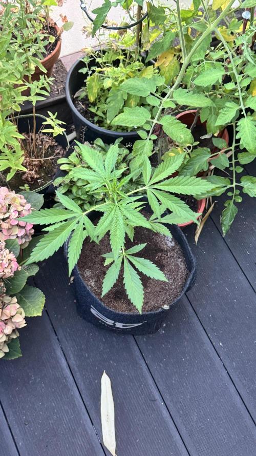 GUAVE RF3 | FAST BUDS | AUTO. Week 3