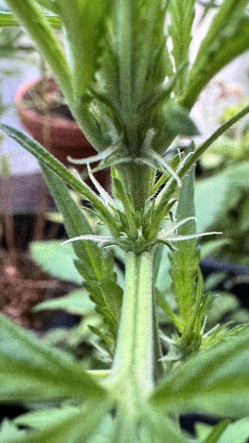 GUAVE RF3 | FAST BUDS | AUTO. Week 3