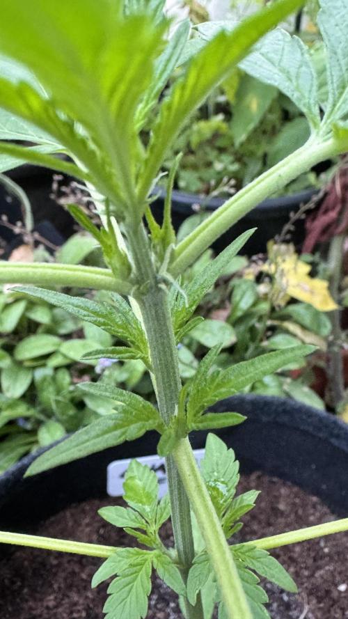 GUAVE RF3 | FAST BUDS | AUTO. Week 3