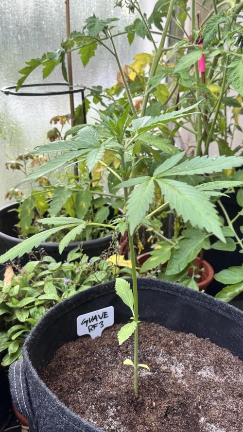 GUAVE RF3 | FAST BUDS | AUTO. Week 3