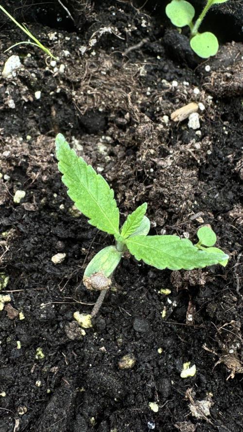 BLUEBERRY CANDIEZ AUTO | SENSI SEEDS. Week 3