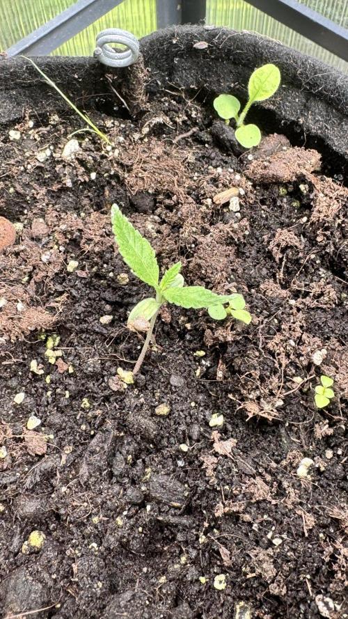 BLUEBERRY CANDIEZ AUTO | SENSI SEEDS. Week 3