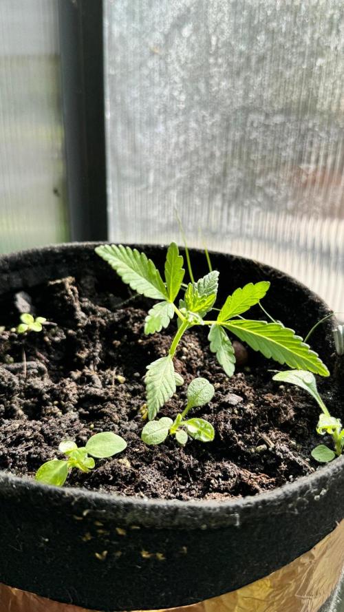 BLUEBERRY CANDIEZ AUTO | SENSI SEEDS. Week 4