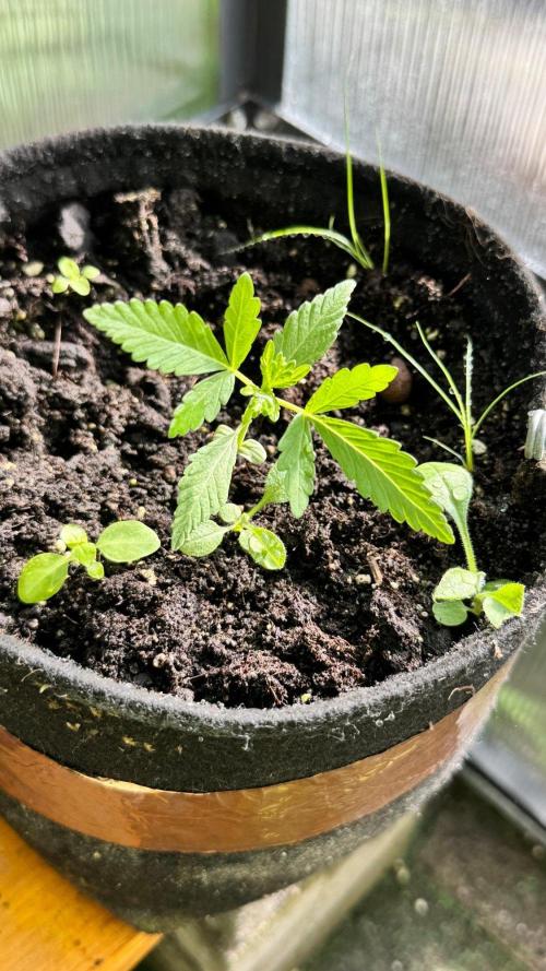 BLUEBERRY CANDIEZ AUTO | SENSI SEEDS. Week 4