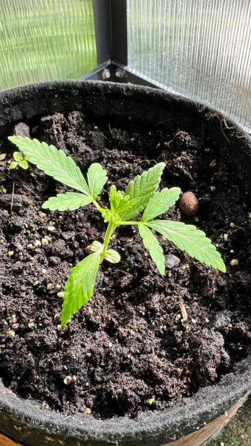 BLUEBERRY CANDIEZ AUTO | SENSI SEEDS. Week 4