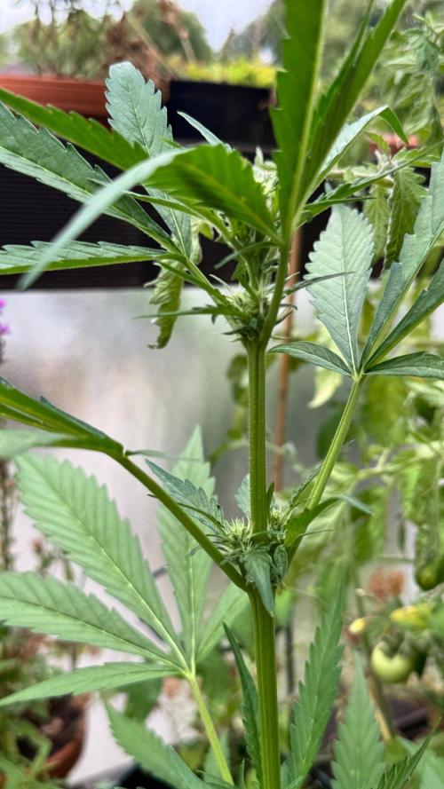 GUAVE RF3 | FAST BUDS | AUTO. Week 4