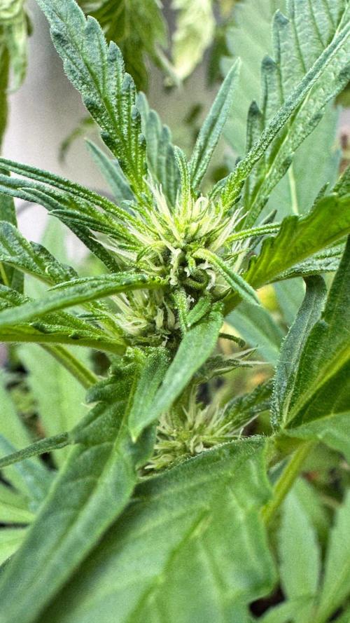 GUAVE RF3 | FAST BUDS | AUTO. Week 4