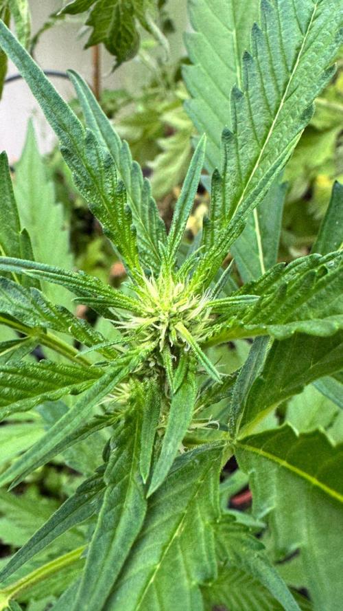 Guava Auto RF3. Week 4