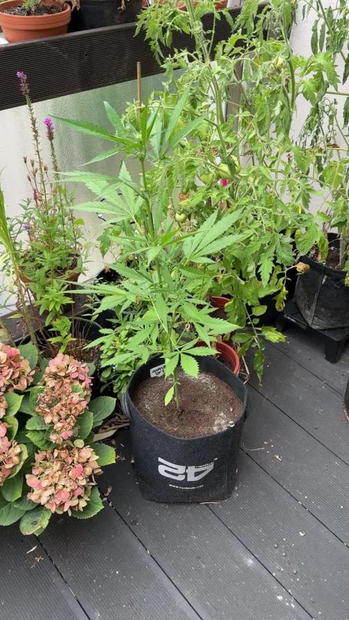 GUAVE RF3 | FAST BUDS | AUTO