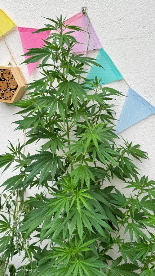 LEMON ZKITTLEZ  X  NORTHERN LIGHTS. Week 14