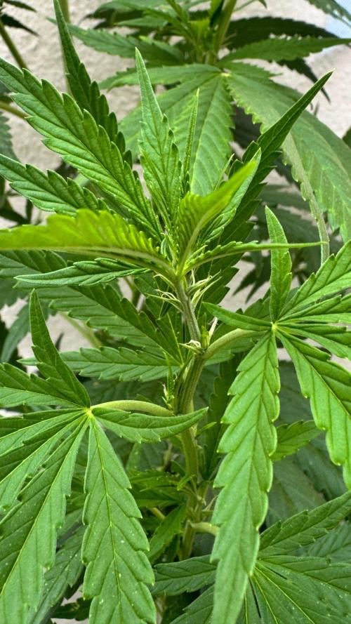LEMON ZKITTLEZ  X  NORTHERN LIGHTS. Week 14